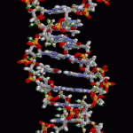 DNA animation 150x150 Napoleon DNA