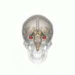 Hippocampus 150x150 Napoleon DNA