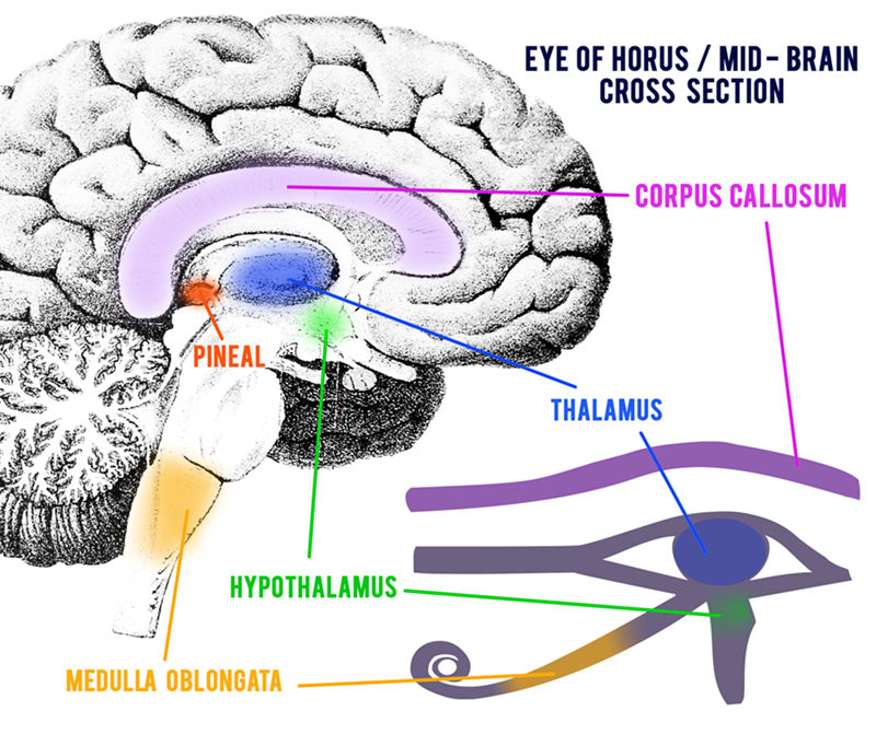 Eye-of-Horus-brain.jpg
