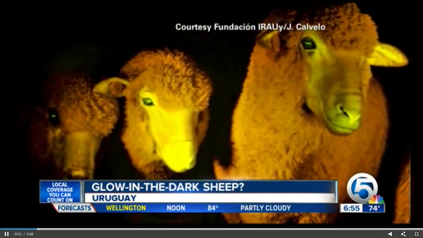 Genetically Modified Glow  in the Dark  Sheep Gnostic 