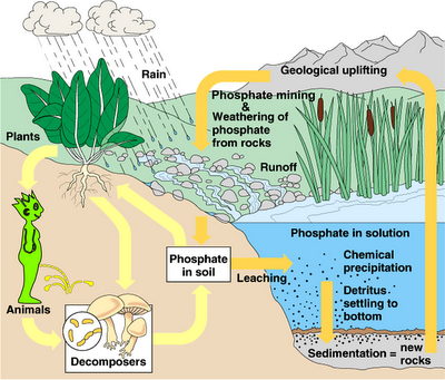 Phosphorus cycle with peeing dude