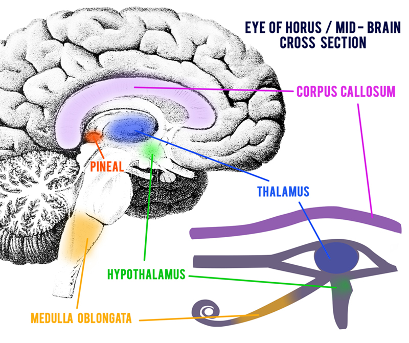 Open Your Third Eye To Walk Like An Ancient Egyptian