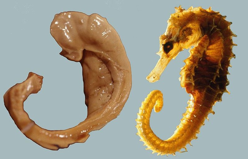 Hippocampus and seahorse