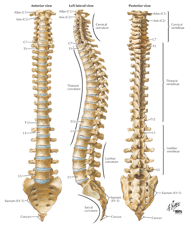 Spinal cord sacrum
