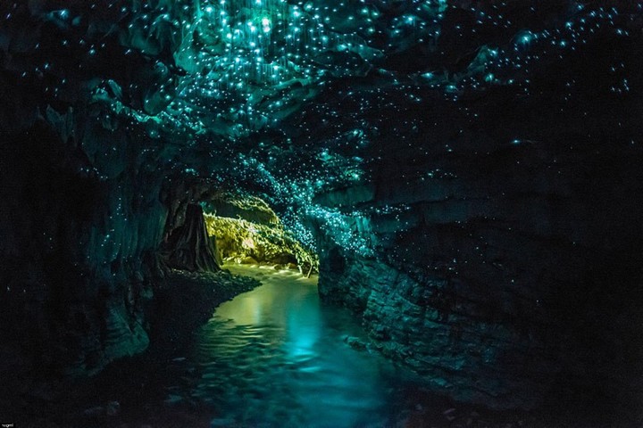 Waitomo-Caves-Glow-Worm-Photo