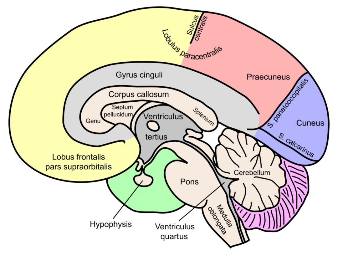 the-brain-science-of-gnostic-duality-part-1-gnostic-warrior-by-moe