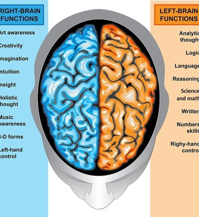 a look at the left and right side of the brain and its functions a look at the left and right side of the brain and its functions