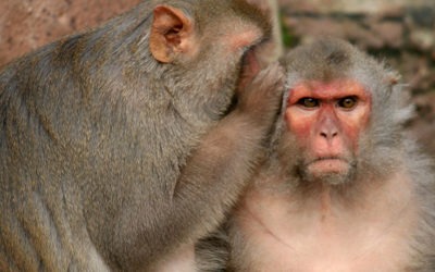 Scientists Create Super Intelligent Monkeys With Human DNA