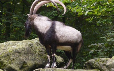 God’s Goats: The Chief Bedan Goat